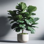 What Causes Leaf Drop in Fiddle Leaf Figs and How Can I Fix It? - Plant Problems Tips