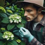 What Causes Leaf Spot on My Hydrangeas and How Can I Fix It? - Plant Problems Tips