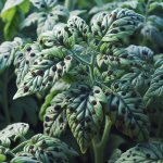 Plant Disease Identification: Spot and Treat Plant Issues - Plant Problems Tips