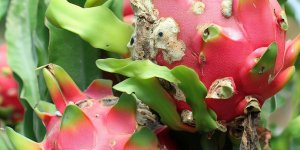 Problems with Pitaya/Dragon Fruit Plants: Pests and Diseases - Popular Guide