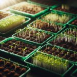 Sprouting Success: How to Start Seed Trays Indoors - Gardening Tips
