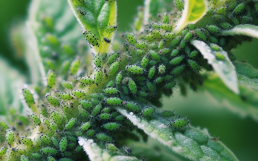 Aphid Apocalypse: Effective Aphid Control Methods