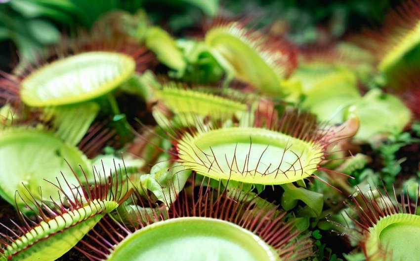 Guide to Care for Venus Flytraps