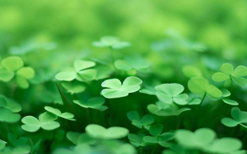 How to Get Rid of Oxalis Weeds in the Lawn?