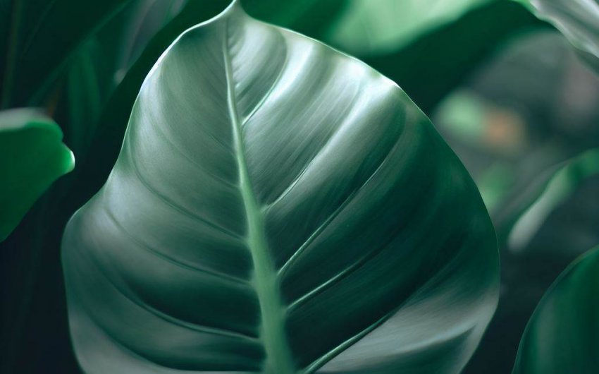How to Grow for a Fiddleleaf Philodendron?