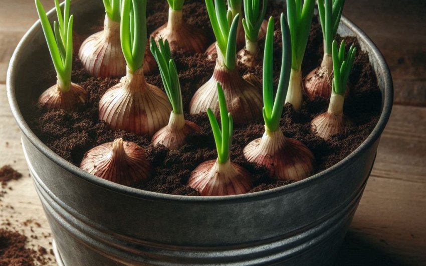 How to Grow Garlic in Containers Successfully?
