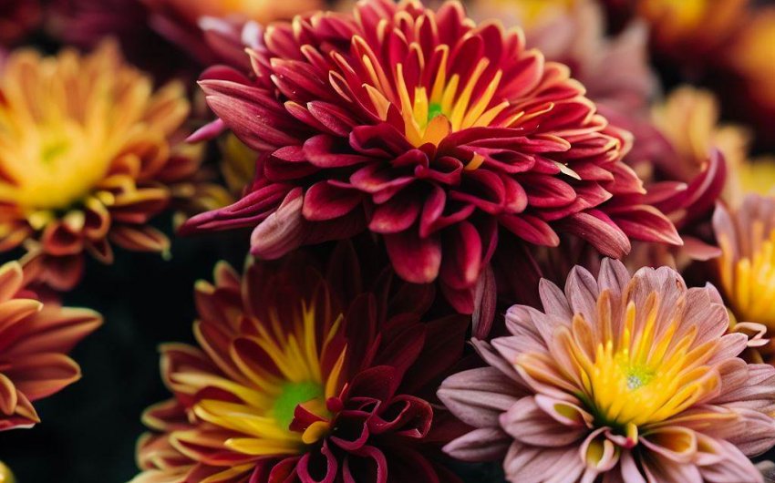 How to Overwintering Mums for Your Garden?