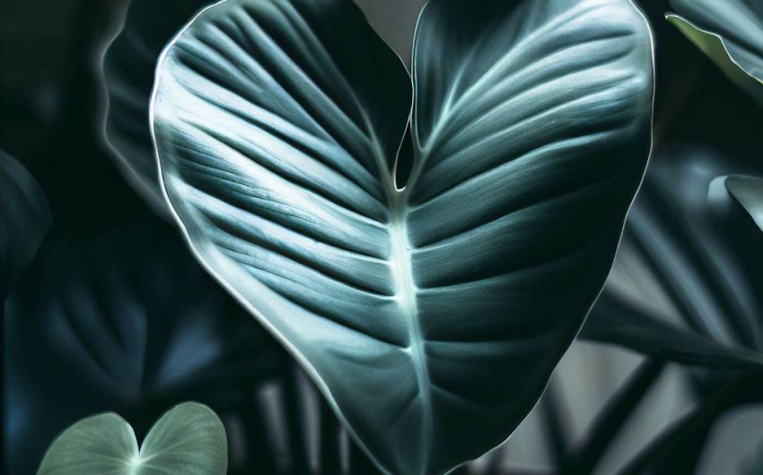 Philodendron Brandtianum Care and Growing Silver Leaf
