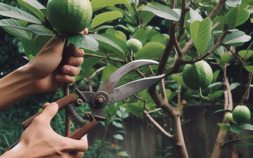 Pruning Guava Trees for Compact Growth: A Step-By-Step Tutorial