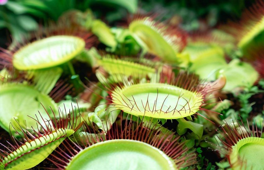Guide to Care for Venus Flytraps