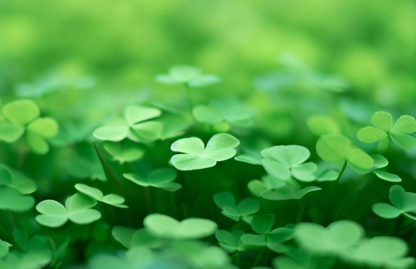 How to Get Rid of Oxalis Weeds in the Lawn?