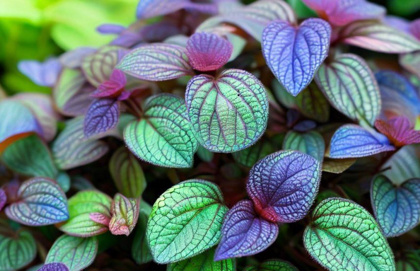 How to Grow and Care for Hemigraphis Alternata Houseplants?
