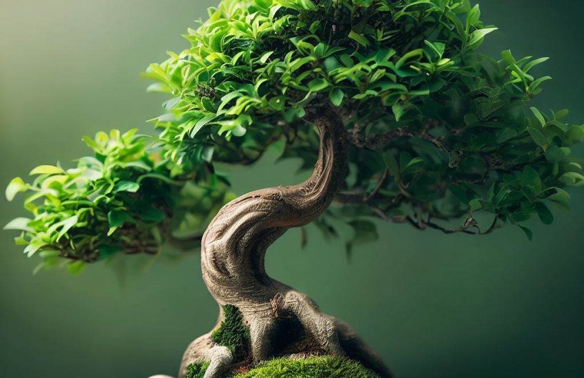 How to Make Your Bonsai Tree Grow?