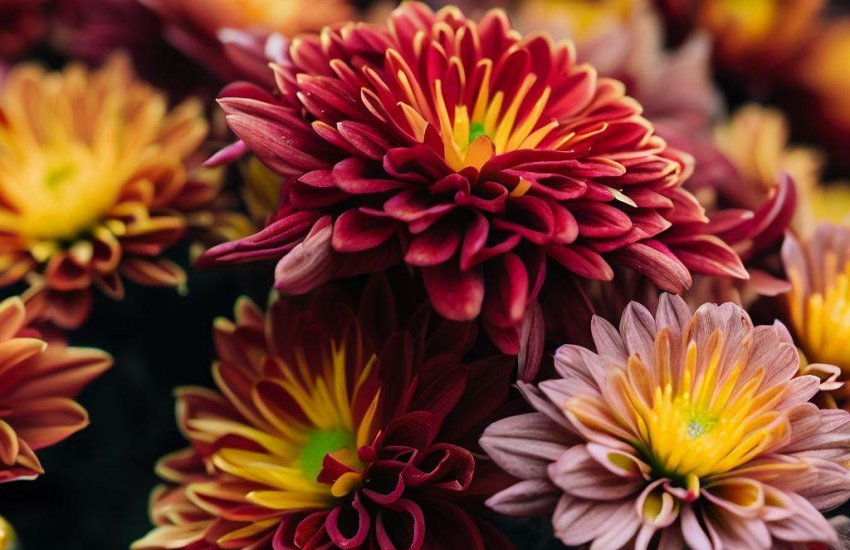 How to Overwintering Mums for Your Garden?