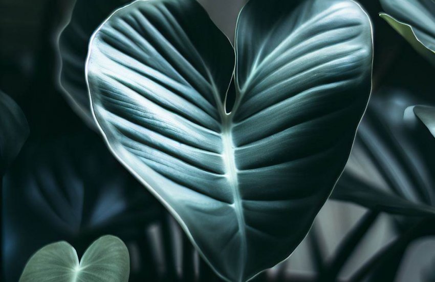 Philodendron Brandtianum Care and Growing Silver Leaf