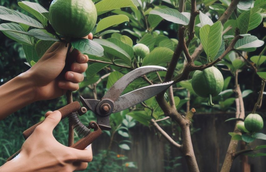 Pruning Guava Trees for Compact Growth: A Step-By-Step Tutorial